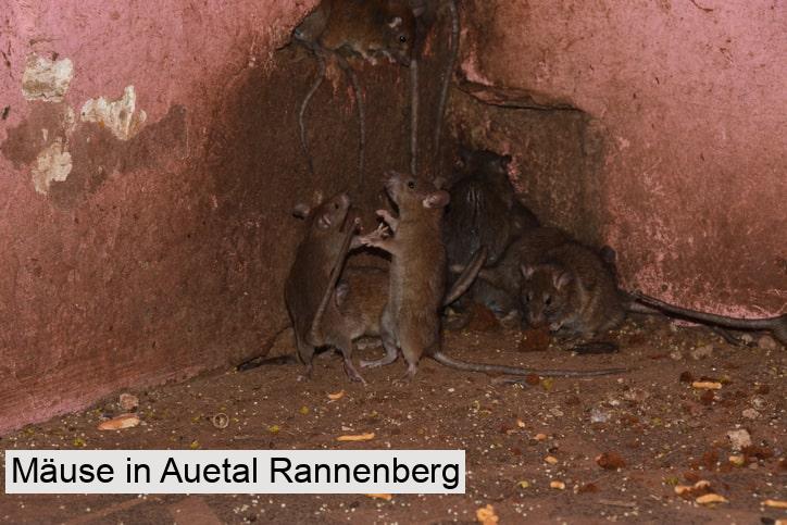 Mäuse in Auetal Rannenberg